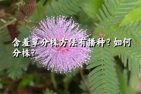 含羞草分株方法有播种？如何分株？