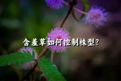 含羞草如何控制株型？