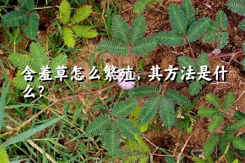 含羞草怎么繁殖，其方法是什么？