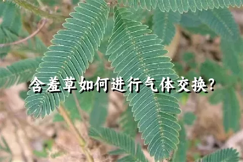 含羞草如何进行气体交换？