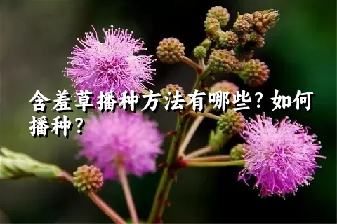 含羞草播种方法有哪些？如何播种？