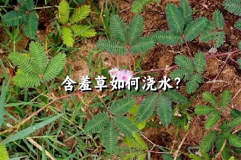 含羞草如何浇水？