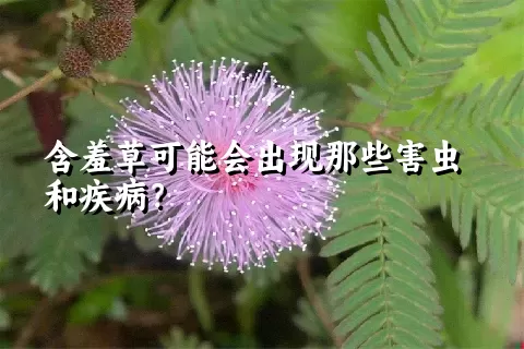 含羞草可能会出现那些害虫和疾病？