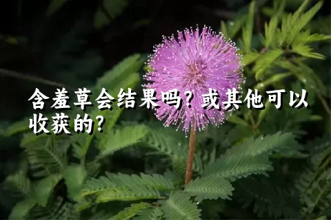 含羞草会结果吗？或其他可以收获的？