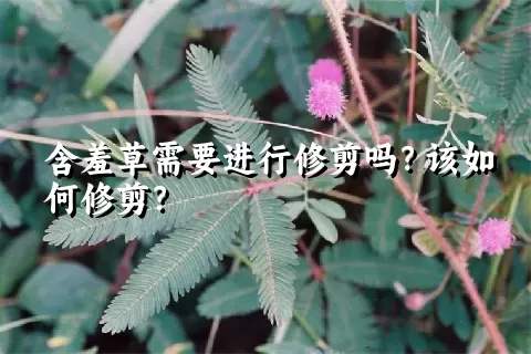 含羞草需要进行修剪吗？该如何修剪？