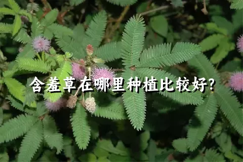 含羞草在哪里种植比较好？