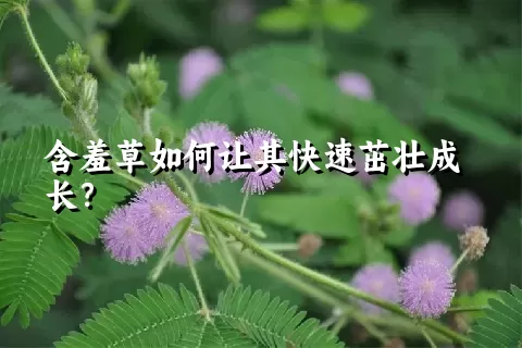 含羞草如何让其快速茁壮成长？