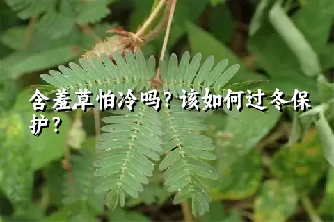 含羞草怕冷吗？该如何过冬保护？