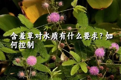 含羞草对水质有什么要求？如何控制