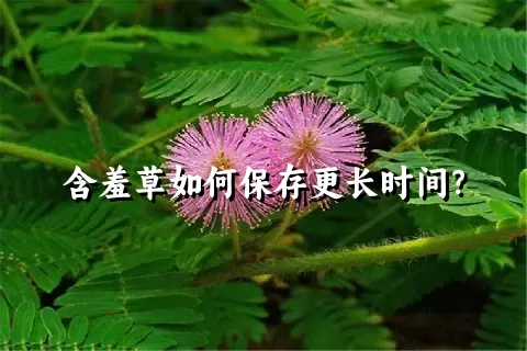 含羞草如何保存更长时间？