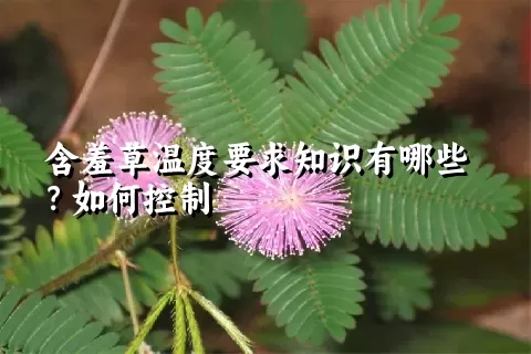 含羞草温度要求知识有哪些？如何控制