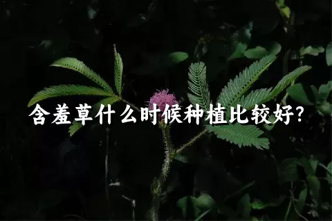 含羞草什么时候种植比较好？