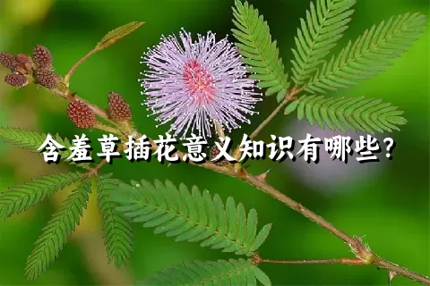 含羞草插花意义知识有哪些？