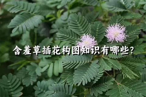 含羞草插花构图知识有哪些？