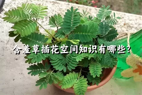 含羞草插花空间知识有哪些？