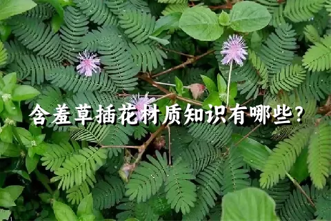 含羞草插花材质知识有哪些？