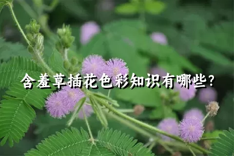 含羞草插花色彩知识有哪些？