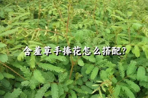 含羞草手捧花怎么搭配？