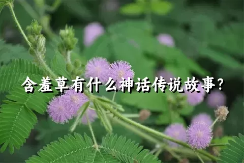 含羞草有什么神话传说故事？