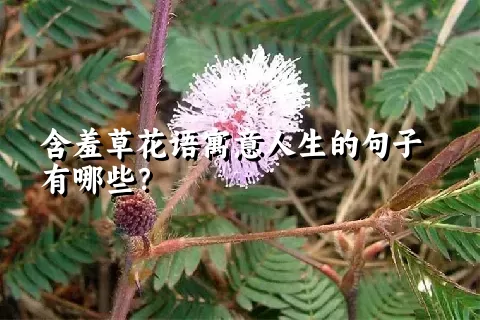 含羞草花语寓意人生的句子有哪些？