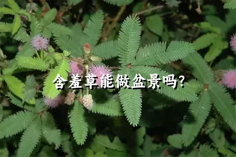 含羞草能做盆景吗？