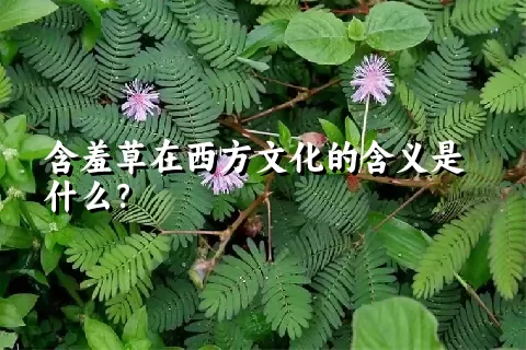 含羞草在西方文化的含义是什么？