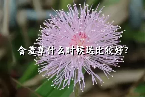 含羞草什么时候送比较好？