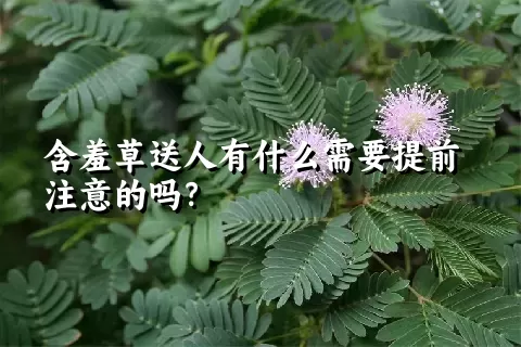 含羞草送人有什么需要提前注意的吗？