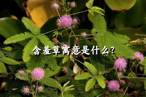 含羞草寓意是什么？