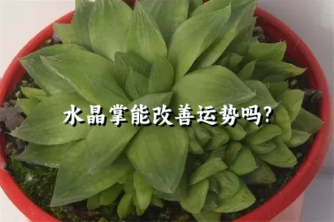 水晶掌的种植对土壤有要求吗？