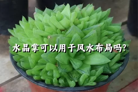 水晶掌这种植物好养活吗？