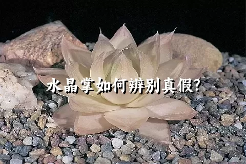 水晶掌这种植物有什么特点？