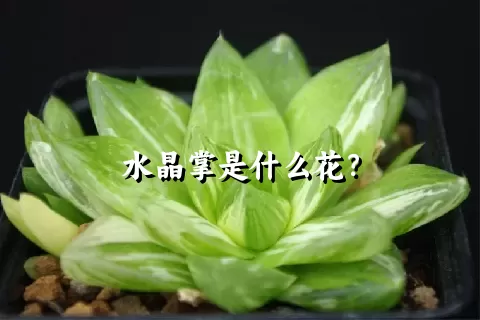 水晶掌是什么花？