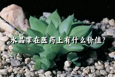 水晶掌在医药上有什么价值？