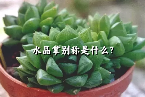 水晶掌别称是什么？