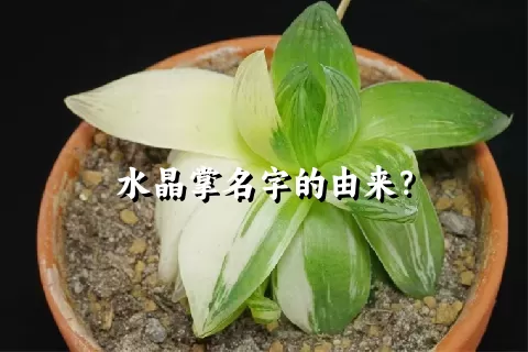 水晶掌名字的由来？