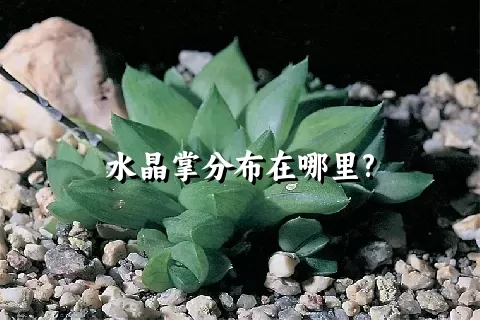 水晶掌分布在哪里?