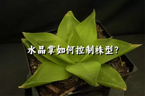 水晶掌如何控制株型？