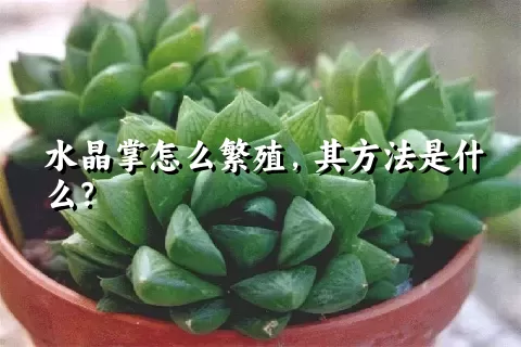 水晶掌怎么繁殖，其方法是什么？