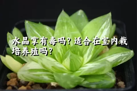 水晶掌有毒吗？适合在室内栽培养殖吗？