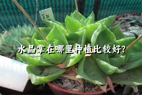 水晶掌在哪里种植比较好？