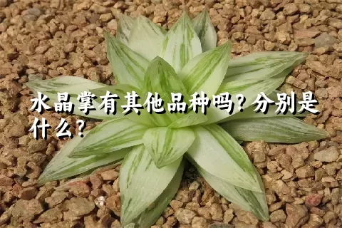 水晶掌有其他品种吗？分别是什么？