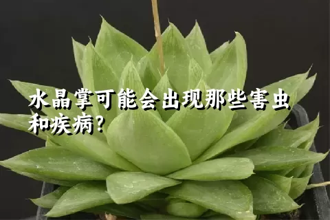 水晶掌可能会出现那些害虫和疾病？