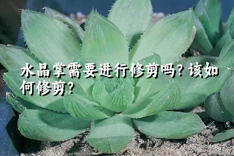 水晶掌需要进行修剪吗？该如何修剪？