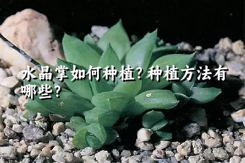 水晶掌如何种植？种植方法有哪些？