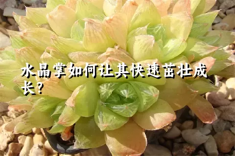 水晶掌如何让其快速茁壮成长？