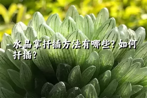 水晶掌扦插方法有哪些？如何扦插？