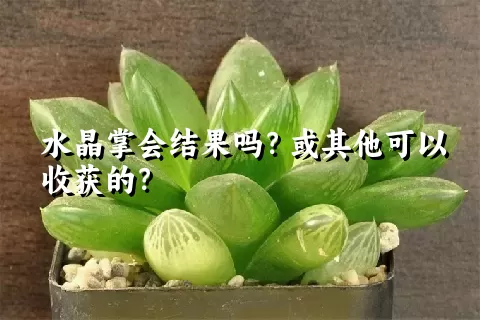 水晶掌会结果吗？或其他可以收获的？