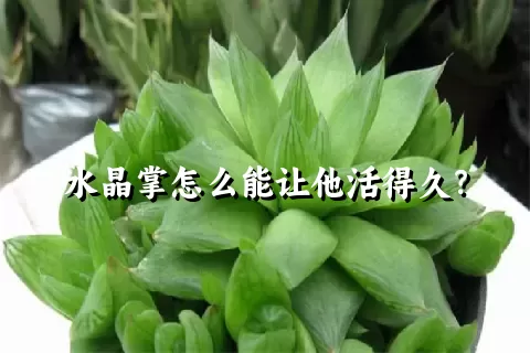 水晶掌怎么能让他活得久？