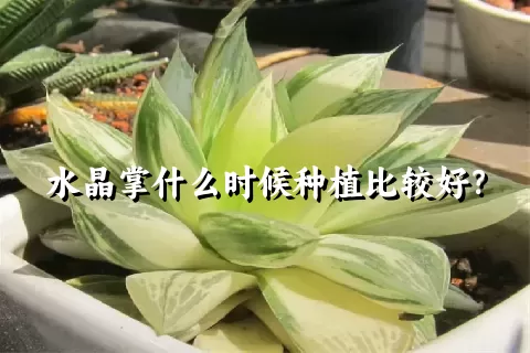 水晶掌什么时候种植比较好？